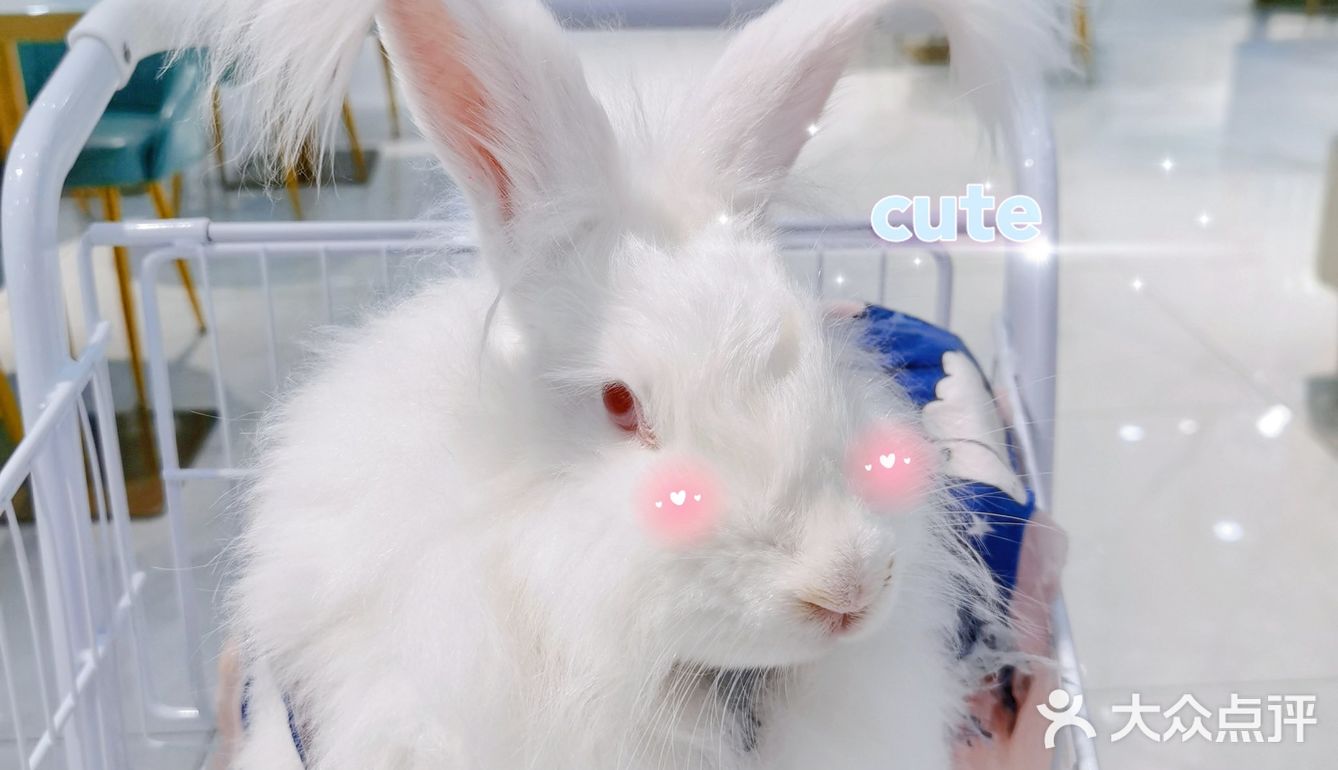 Nice 🐰meet U-魔都遇见萌兔