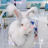 Nice 🐰meet U-魔都遇见萌兔