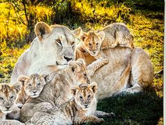 -罗红摄影艺术馆