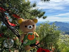 -六里坪国家森林公园