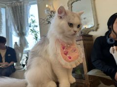 -共舞时光猫咖·狗咖(新街口店)