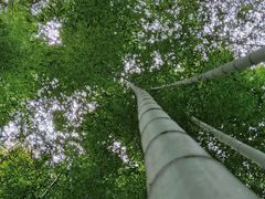 -镇江市南山风景名胜区竹林景区