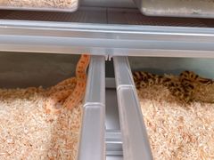 -酷以爬仙阁实体爬宠店·守宫·蜥蜴·专业繁育