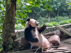 -都江堰中华大熊猫苑
