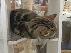 -喵园·猫主题咖啡厅·撸猫·猫咖(国贸店)