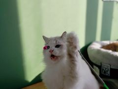 -东方名猫馆·英短金渐层布偶猫舍(环线广场1号楼店)