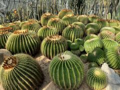 -深圳仙湖植物园
