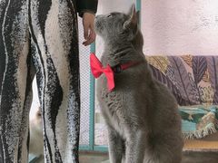 -喵屿·大理花园猫咖