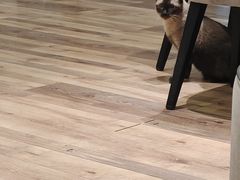 -袖虎·猫馆(体育西路店)