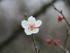 -香雪海