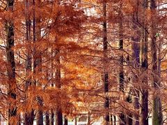 -白鹭湾湿地公园