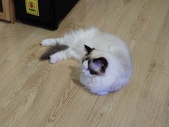 -瑞派康怡24h宠物医院·犬猫医疗中心·微创绝育(瑞景分院)