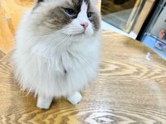 -藏猫猫咖啡主题馆(中央大道店)