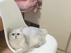 -糯米喵星人总部直营旗舰店·猫舍·幼猫出售