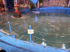 -烟台海昌鲸鲨海洋公园