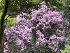 -梧桐山风景名胜区