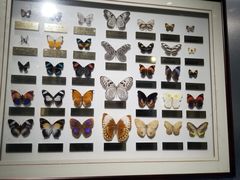 -上海昆虫博物馆