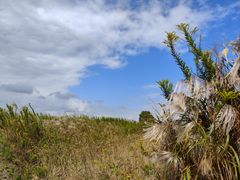-春花秋色城市公园