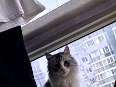 -中农大我爱我爱动物医院·核磁CT·猫病·24小时夜诊中心(石佛营店)