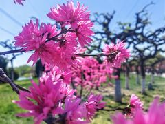 -石家庄市植物园