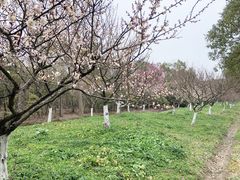 -上海海湾国家森林公园