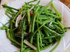 佛手瓜苗-粤北餐馆