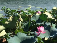 -西湖外事游船(花港观鱼码头)