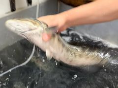 -大理.老字号渝记酸萝卜乌鱼(古城总店)