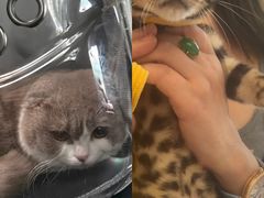 -瑞派康怡24h宠物医院·犬猫医疗中心·微创绝育(瑞景分院)