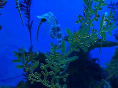 -上海海洋水族馆