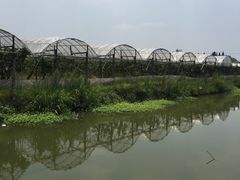 -马陆小张葡萄园农家乐