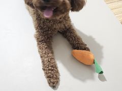 -心仪动物医院·牙专科·肿瘤·心脏科(西客站院)