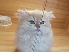 -猫十亿·布偶金渐层·曼基康矮脚猫舍(青年路店)