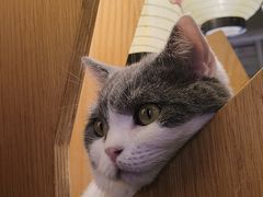-MOCHA明星猫咖(田子坊店)