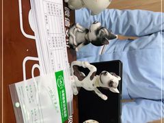-谐和益家动物医院·免疫绝育·血液透析·宠保定点医院(高新伊藤分院)