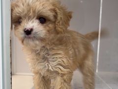 -翊宠yipet猫狗购宠庄园犬舍•猫舍