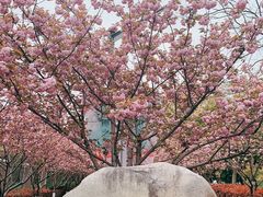 -高东镇樱花园