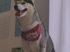 -Husky Go! 哈士奇体验馆·宠物咖啡厅狗咖