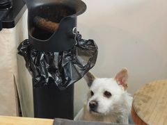 -悟白咖啡WoobyCafe