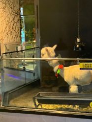 -未来动物城主题公园(正弘城店)