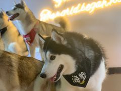 -Husky Go! 哈士奇体验馆·宠物咖啡厅狗咖