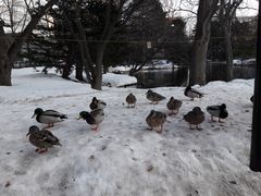 -北海道厅旧本厅舍(旧本庁舎)