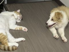 -嘉馨宠物医院·CT影像转诊·心脏科·犬猫全科诊疗中心(下沙大学城院区)