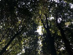 -广州市帽峰山景区