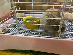 -宠物兔专门店(天丰利市场店)
