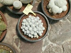 -南通洲际绿博园