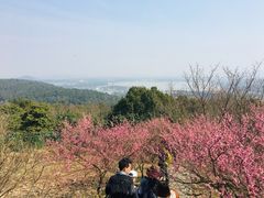 -香雪海