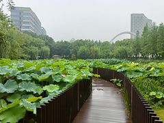 -陈家山荷花公园