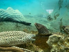 -泉州海丝野生动物世界