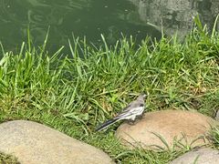 -成都市活水公园